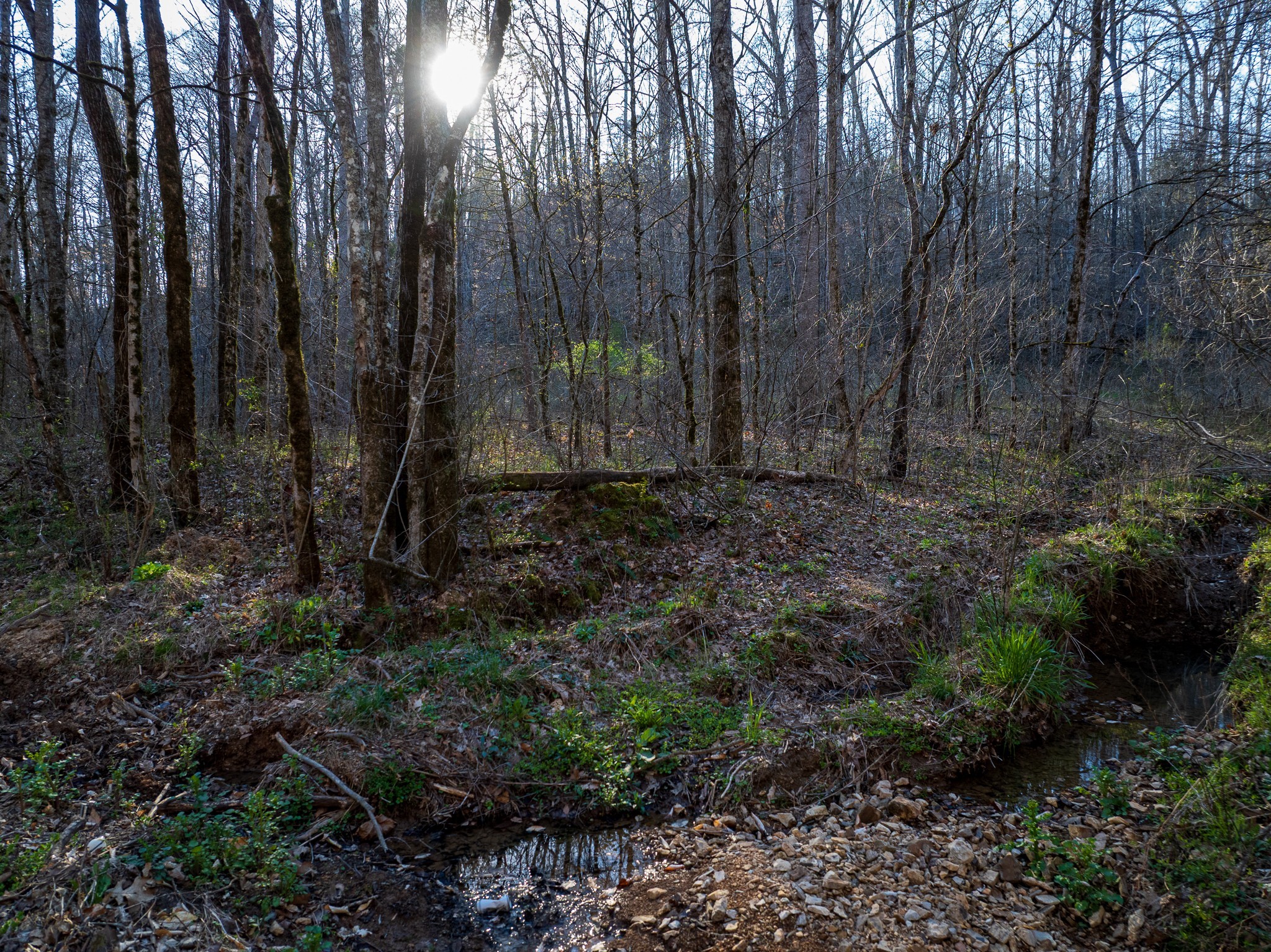 0 Dog Creek Road Primm Springs, TN 38476 - Photo 15 of 20 a view of backyard with green space
