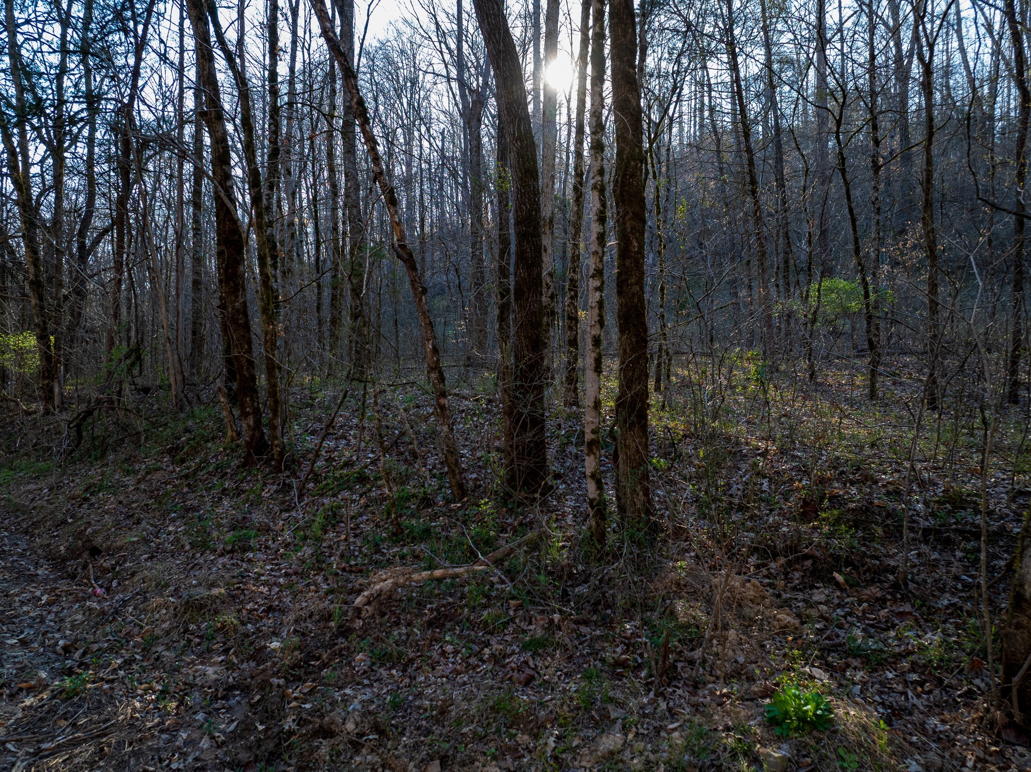0 Dog Creek Road Primm Springs, TN 38476 - Photo 16 of 20 a view of backyard with green space