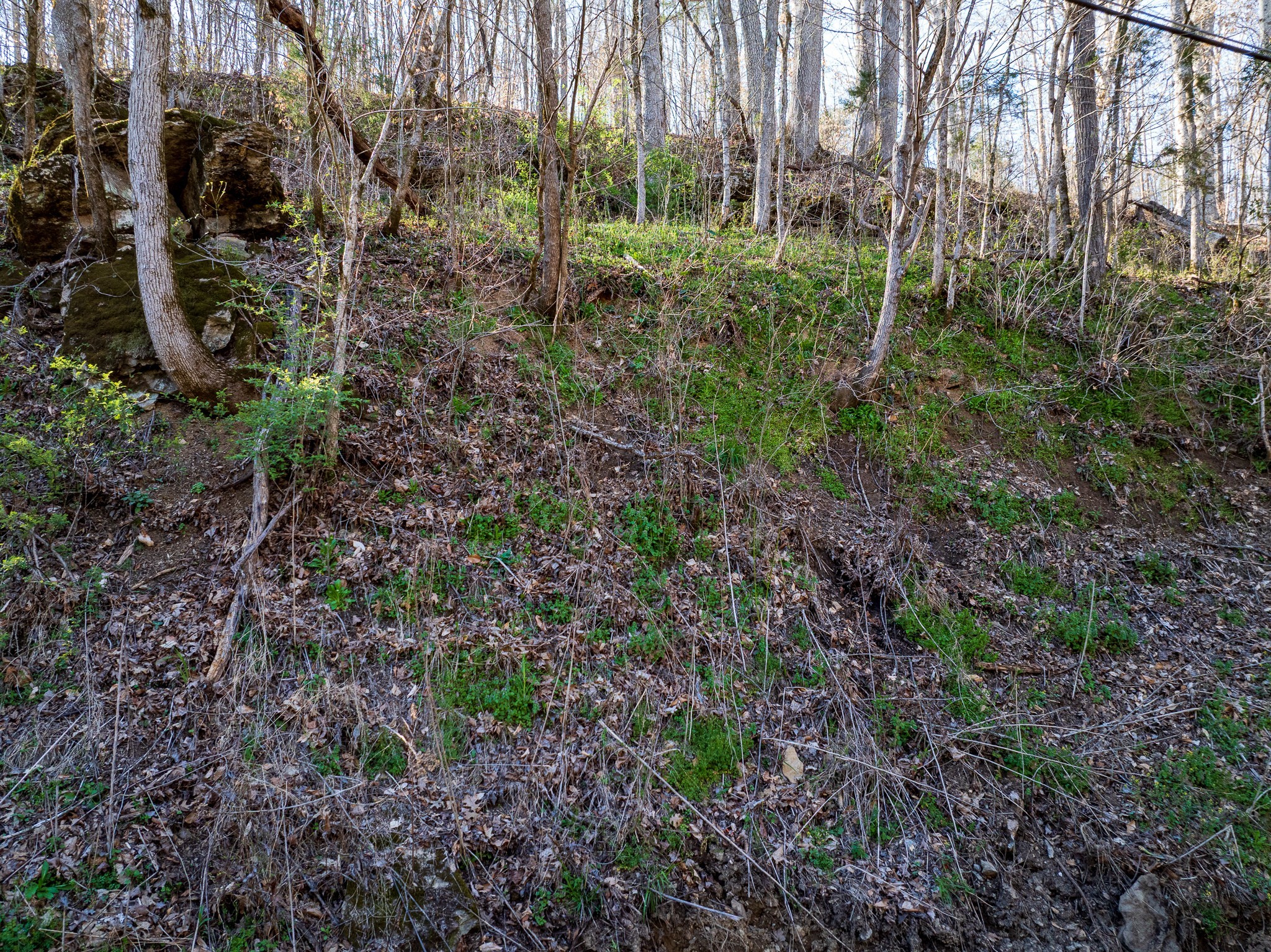 0 Dog Creek Road Primm Springs, TN 38476 - Photo 4 of 20 a view of a garden with plants and trees