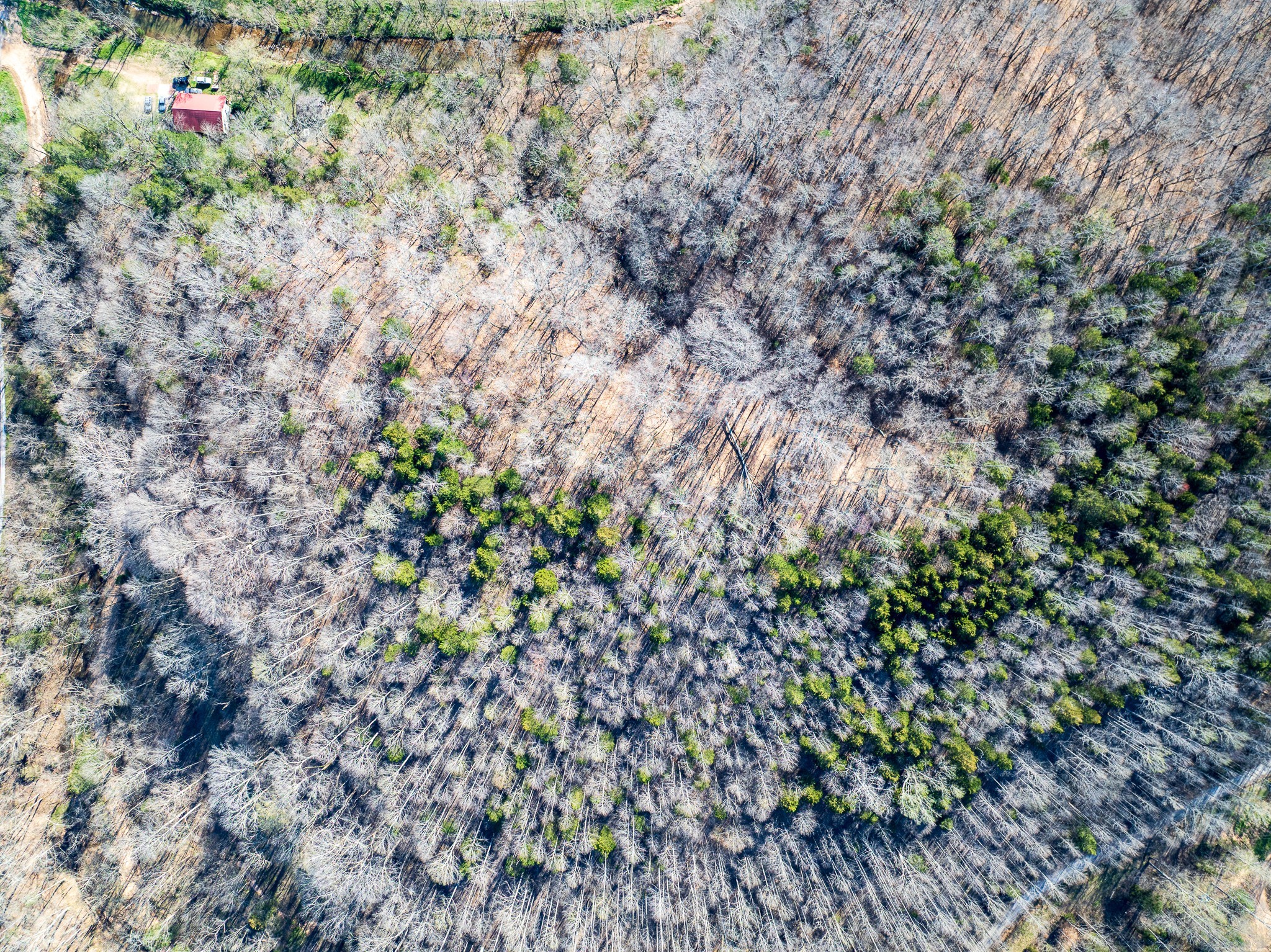 0 Dog Creek Road Primm Springs, TN 38476 - Photo 8 of 20