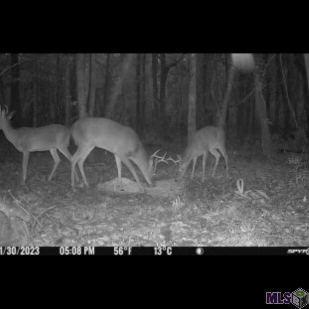 16 Denham Springs Denham Springs, LA 70706 - Photo 9 of 10