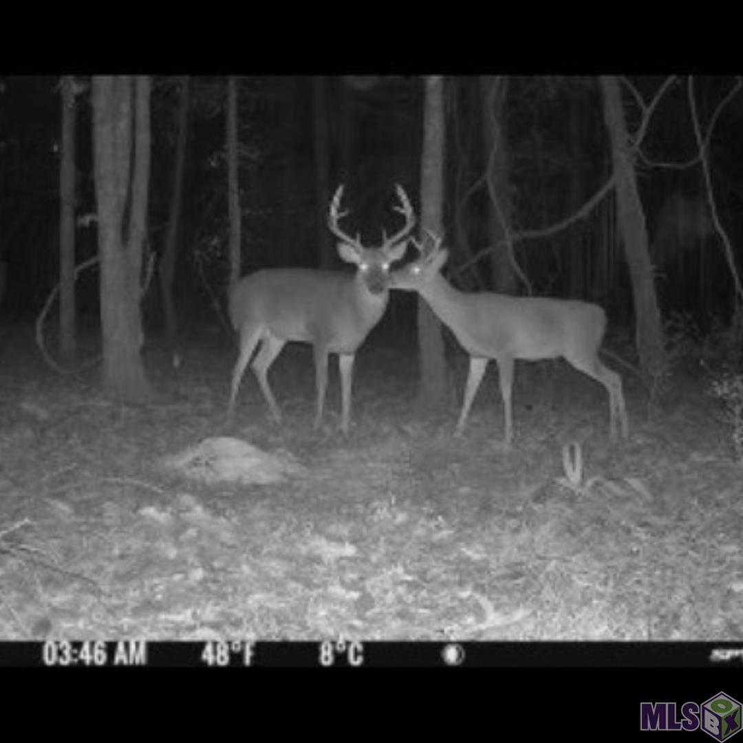 16 Denham Springs Denham Springs, LA 70706 - Photo 10 of 10