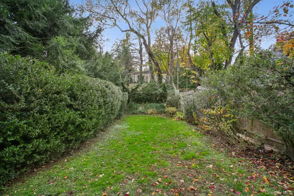 a view of a yard with plants and a large tree