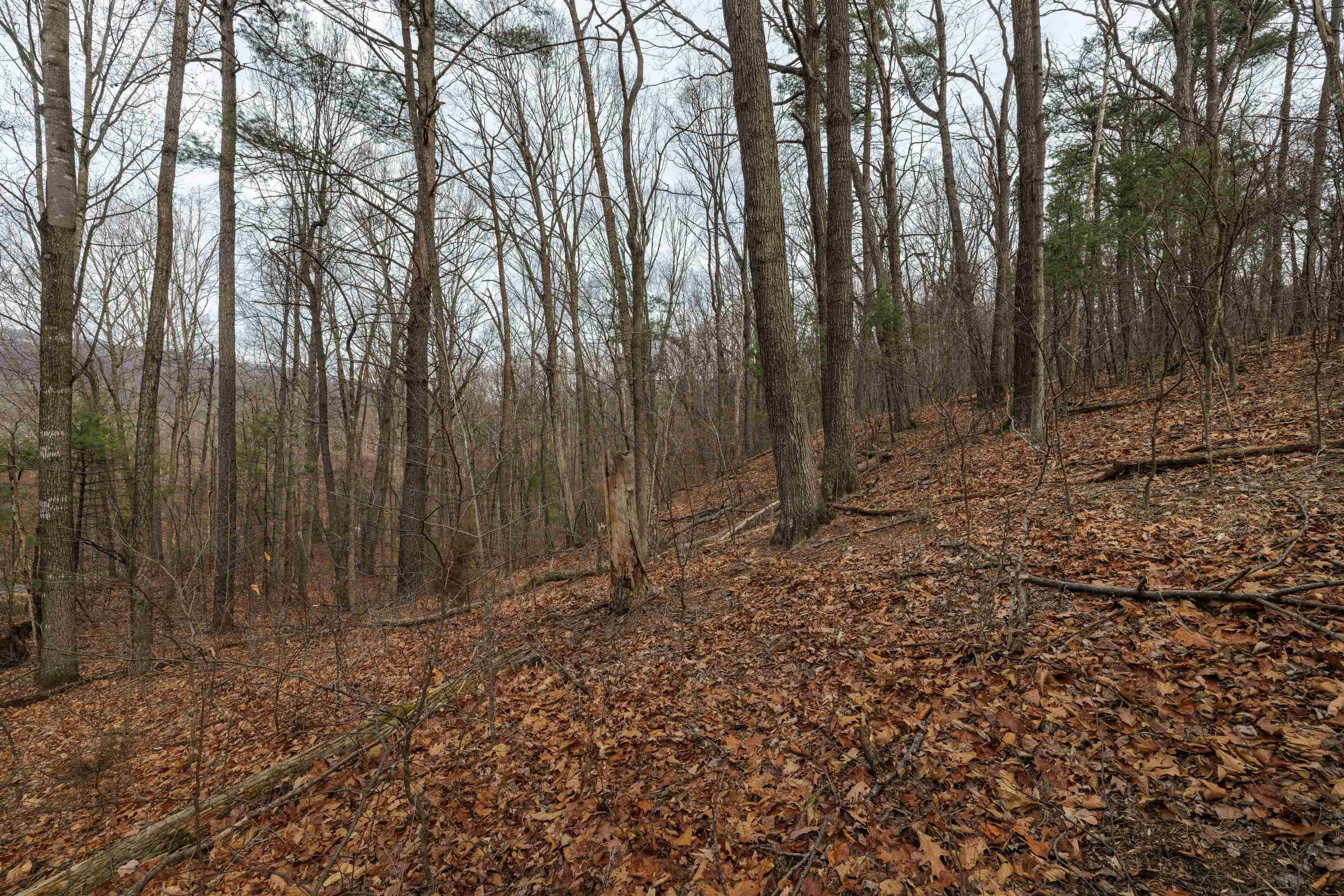 0 Vetters Road Broadway, VA 22815 - Photo 18 of 30 a view of backyard with trees