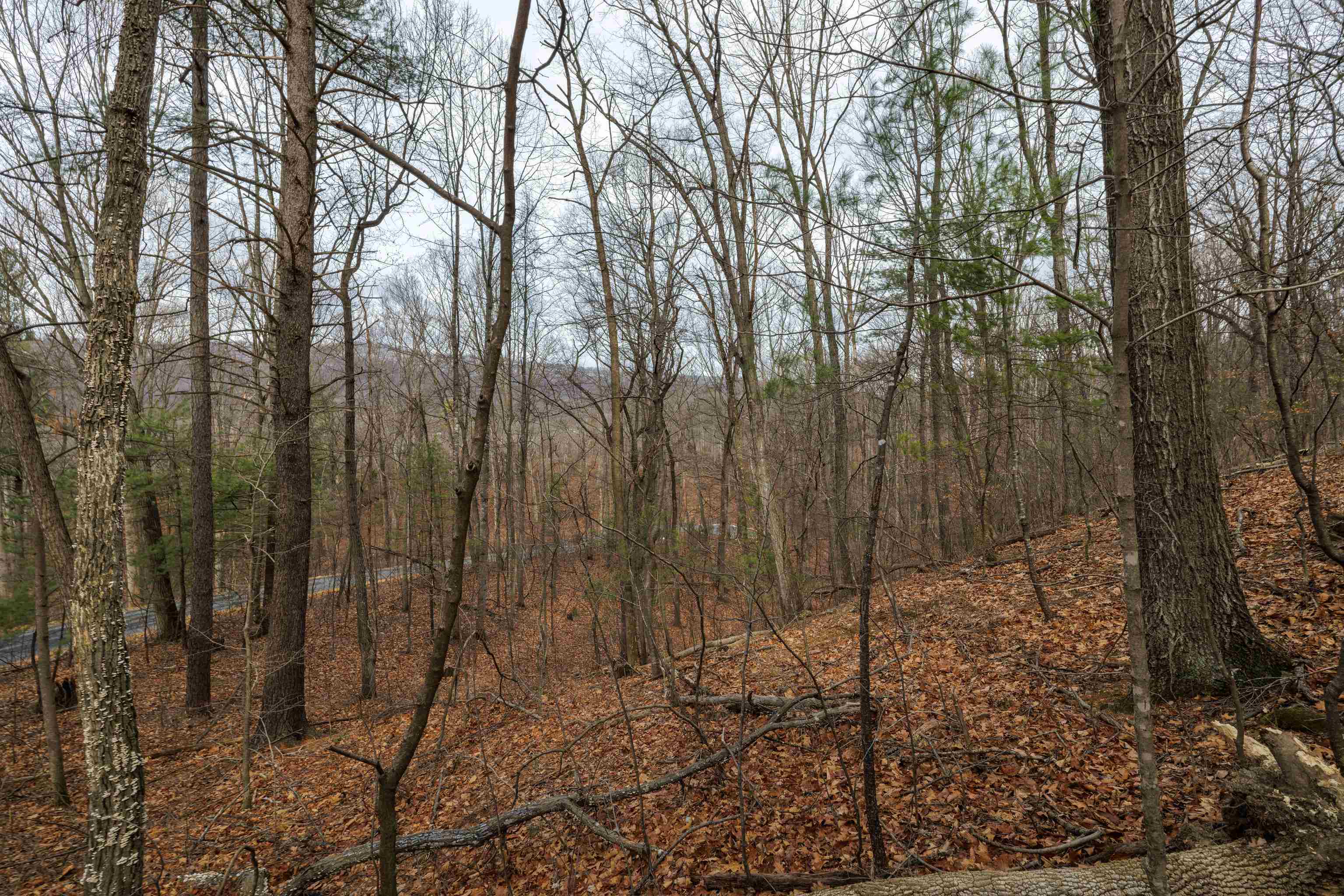 0 Vetters Road Broadway, VA 22815 - Photo 19 of 30 a view of a yard with trees