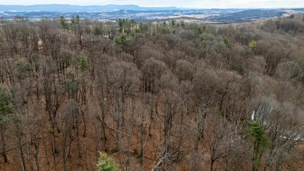 a view of a lush green forest with lush green forest
