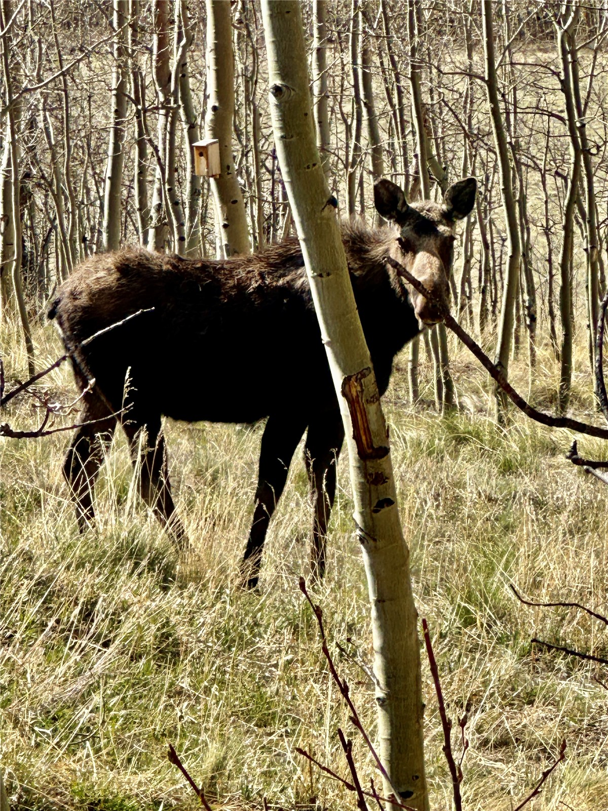 82 Sheep Ridge Road Fairplay, CO 80440 - Photo 41 of 48 Backyard Visitors