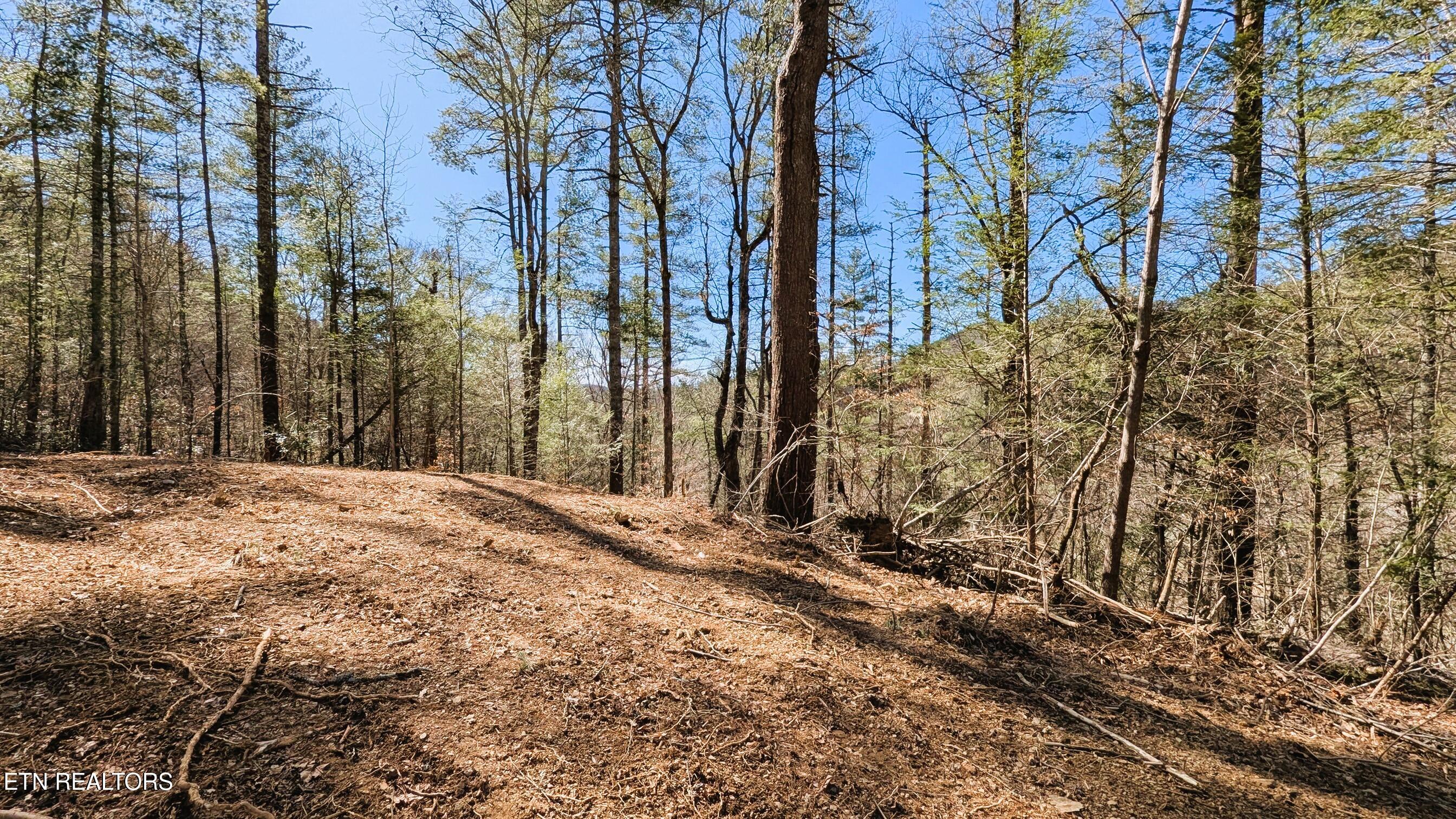14 Acres Road Townsend, TN 37882 - Photo 8 of 13 PXL_20250301_180200750.MP