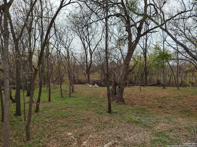 a view of some trees in the forest