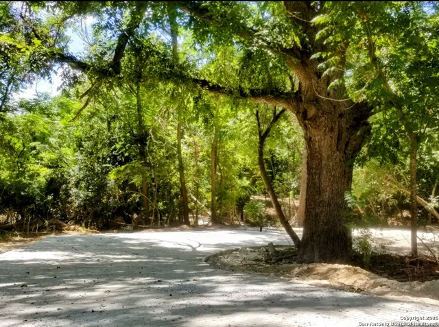 a view of a yard with plants and trees