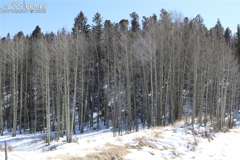 100 County Rd Lake Florissant, CO 80816 - Photo 3 of 7