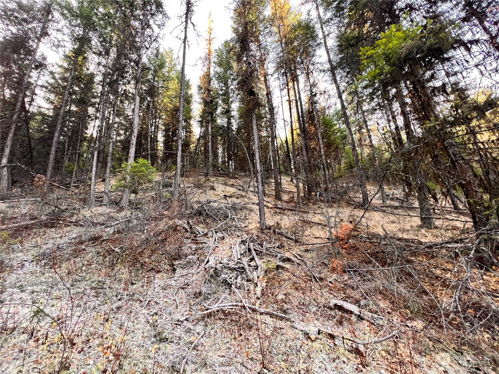 -tbd Sugarloaf Road Curlew, WA 99118 - Photo 18 of 36 Gallery Image 18