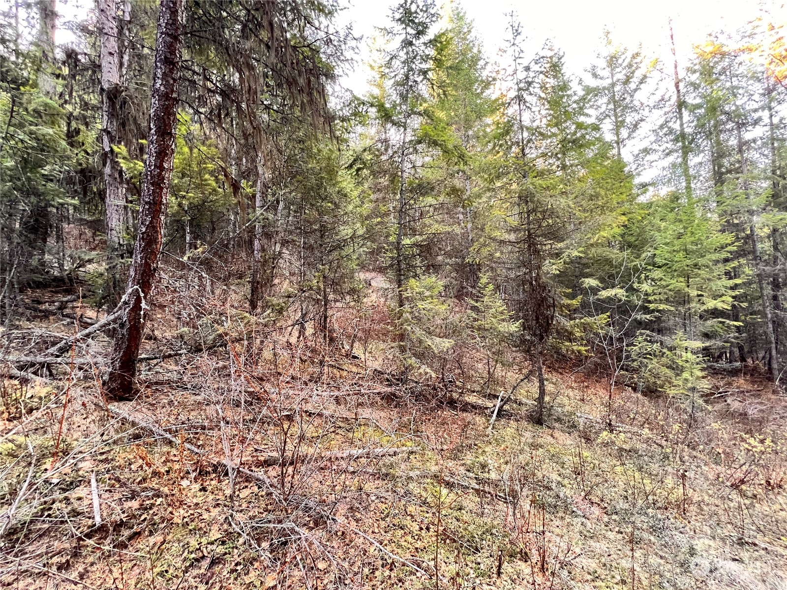 -tbd Sugarloaf Road Curlew, WA 99118 - Photo 24 of 36 Gallery Image 24