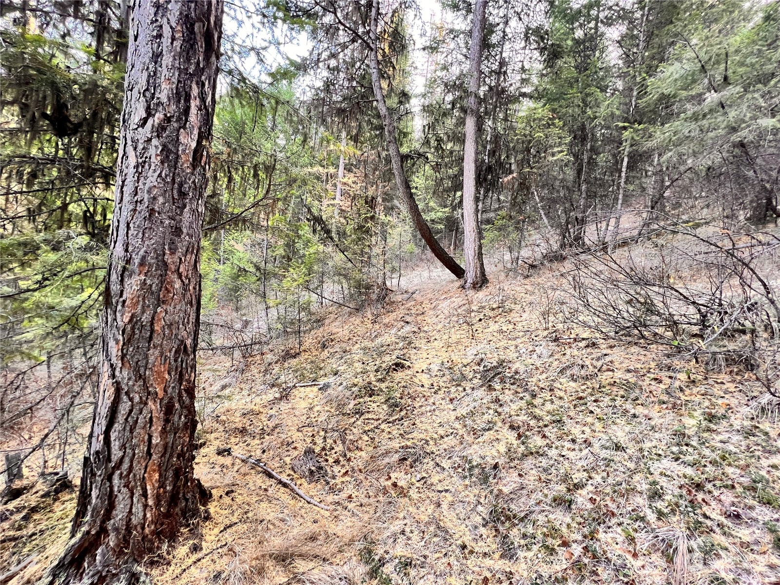 -tbd Sugarloaf Road Curlew, WA 99118 - Photo 26 of 36 Gallery Image 26