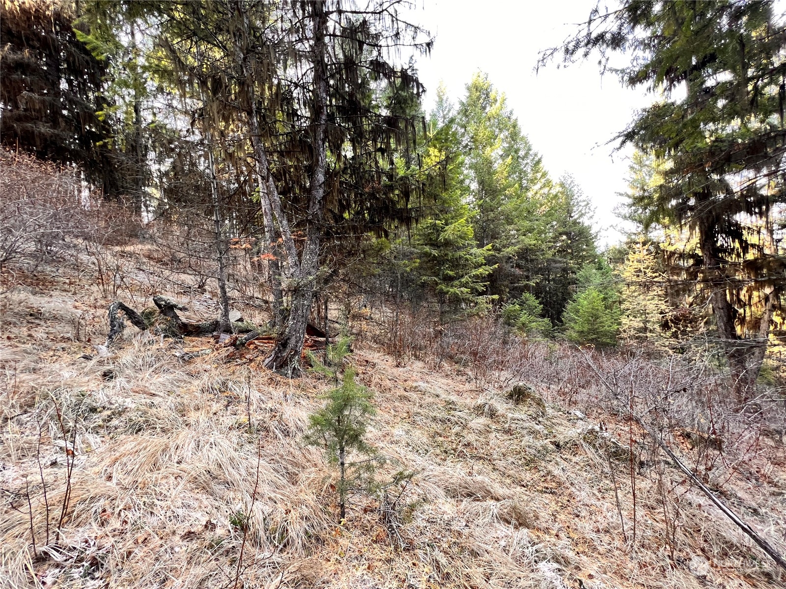 -tbd Sugarloaf Road Curlew, WA 99118 - Photo 28 of 36 Gallery Image 28