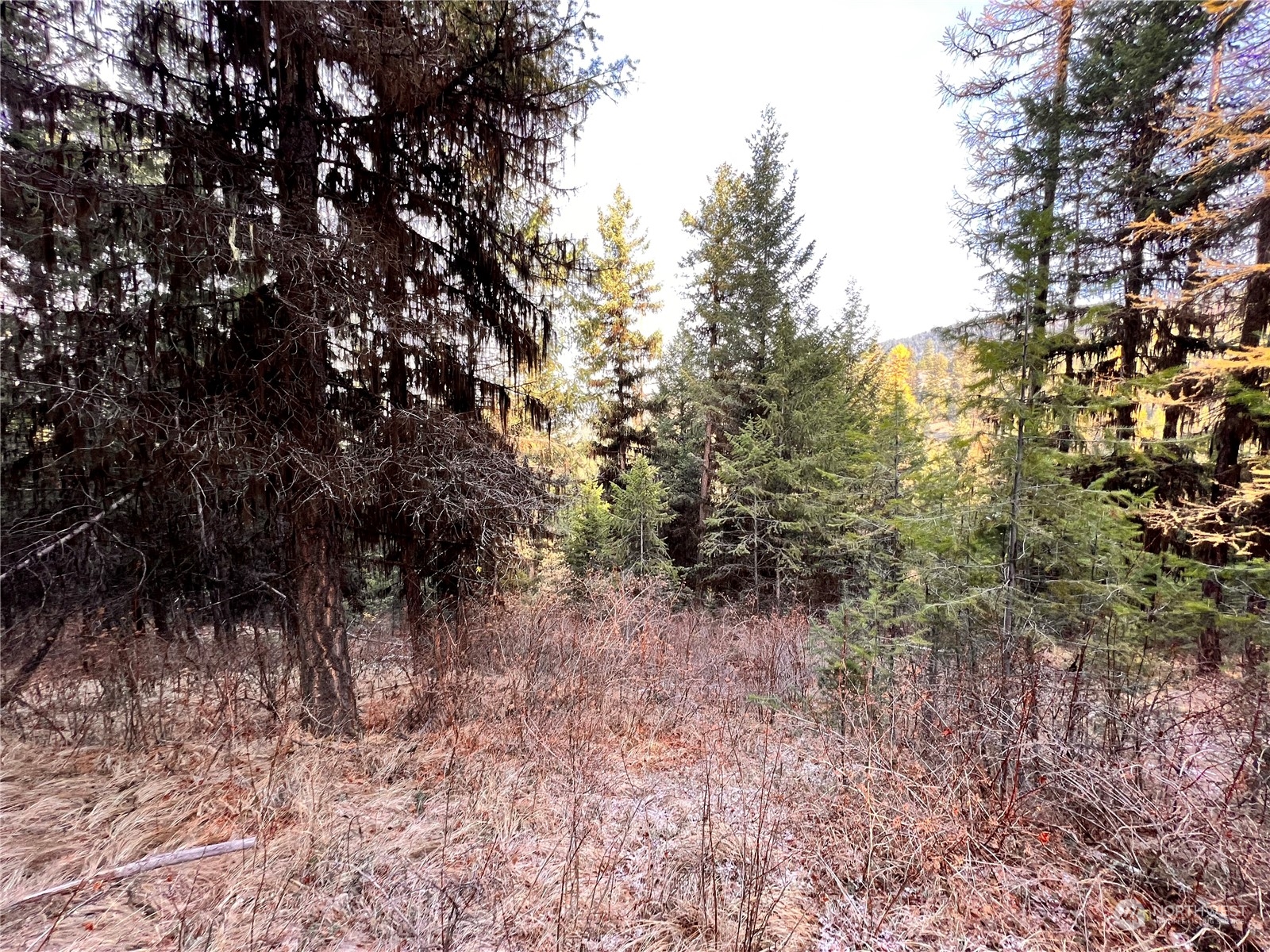 -tbd Sugarloaf Road Curlew, WA 99118 - Photo 29 of 36 Gallery Image 29