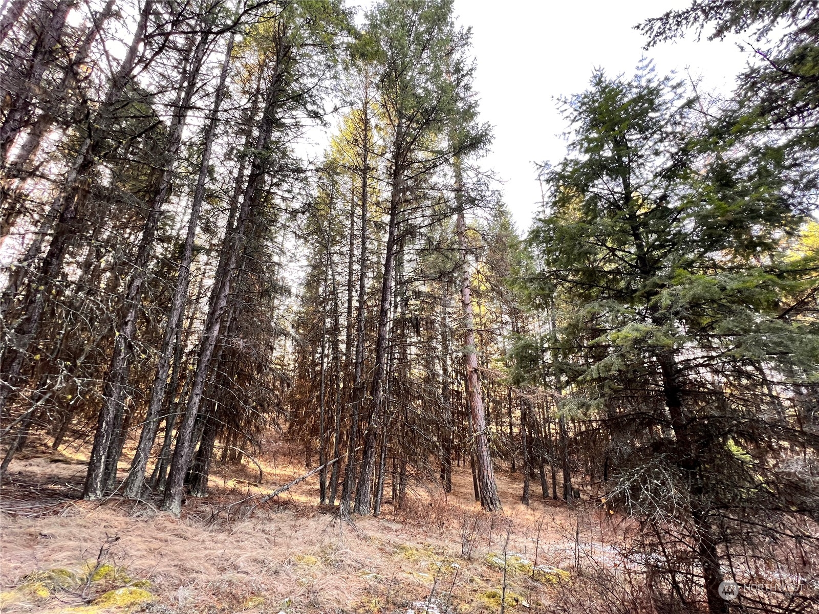 -tbd Sugarloaf Road Curlew, WA 99118 - Photo 35 of 36 Gallery Image 35
