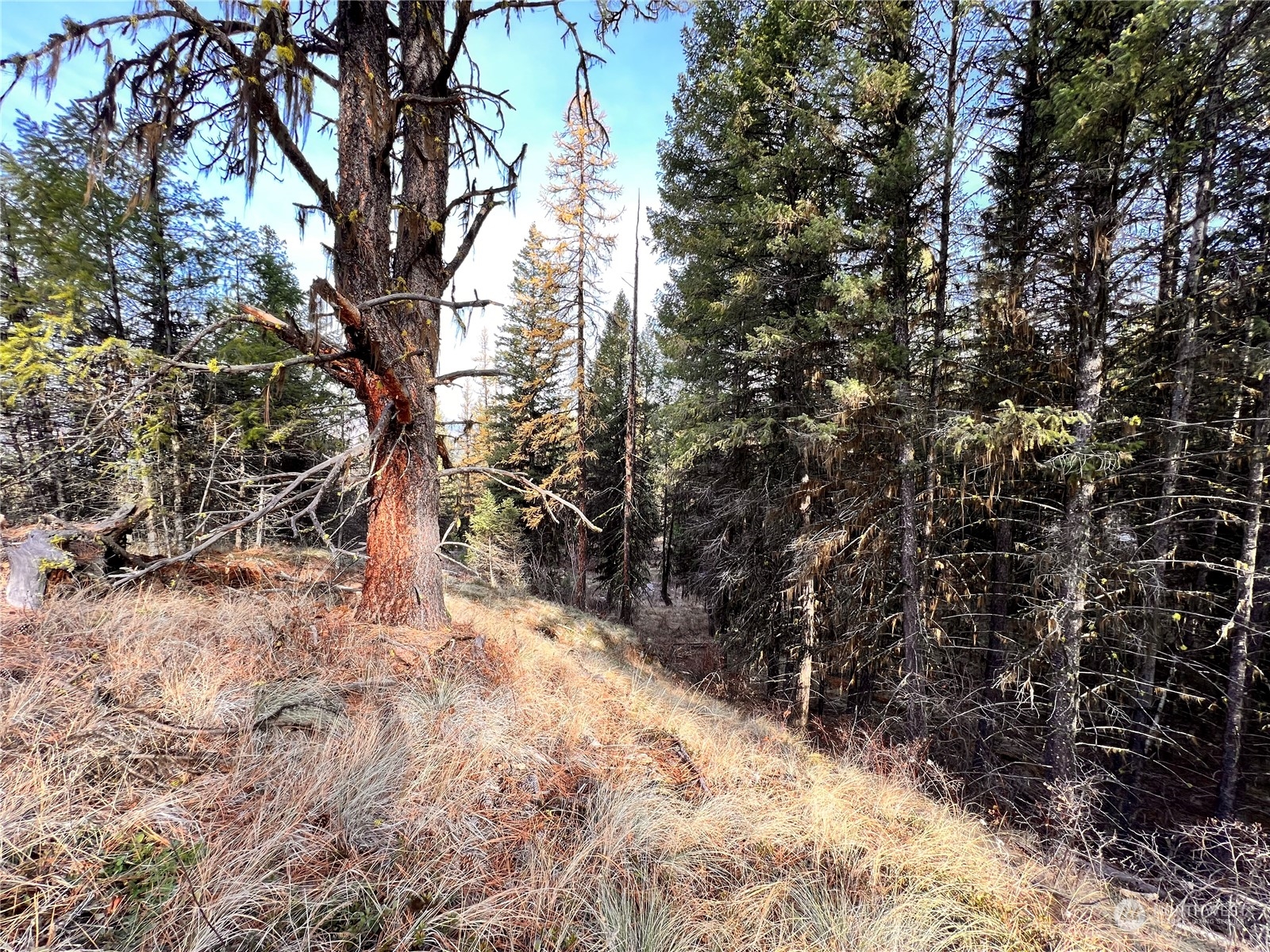 -tbd Sugarloaf Road Curlew, WA 99118 - Photo 36 of 36 Gallery Image 36