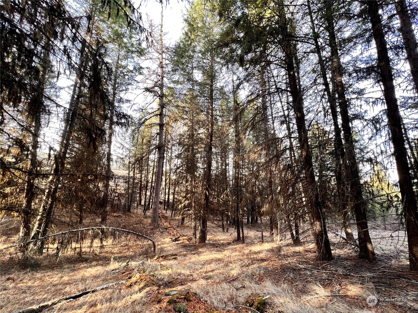 -tbd Sugarloaf Road Curlew, WA 99118 - Photo 5 of 36 Gallery Image 5