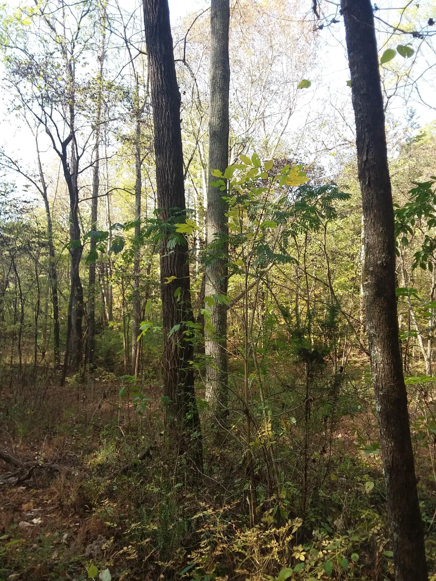Guinn Narrows Road Decatur, TN 37322 - Photo 23 of 24 20201103_135148 (1)