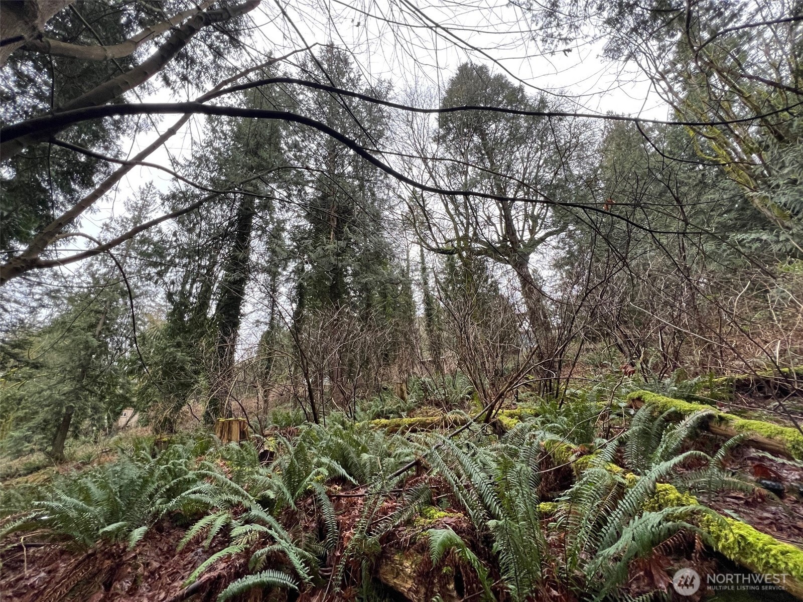 25 Roosevelt Way Point Roberts, WA 98281 - Photo 5 of 12 a view of a yard