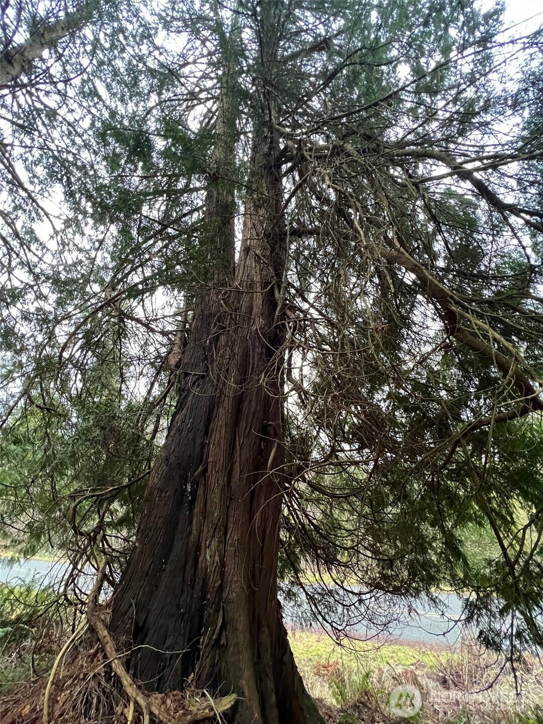 25 Roosevelt Way Point Roberts, WA 98281 - Photo 6 of 12 a view of tree