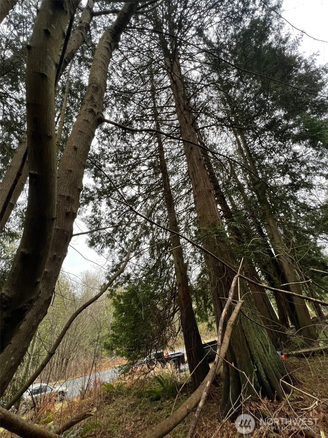 25 Roosevelt Way Point Roberts, WA 98281 - Photo 7 of 12 a view of a yard