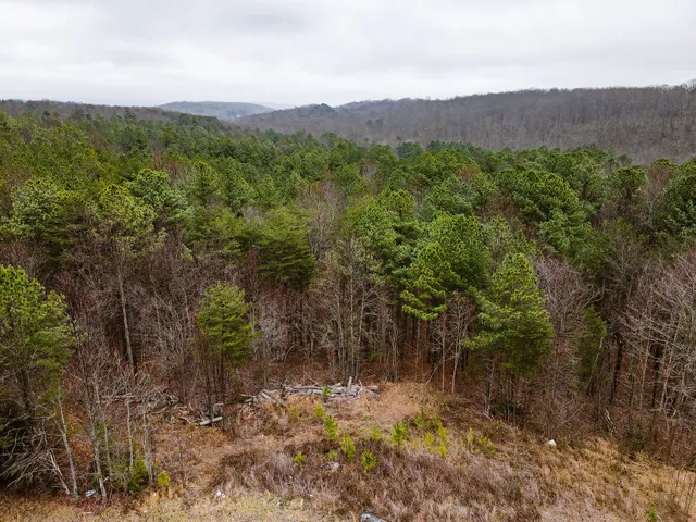 a view of a lush green forest with trees