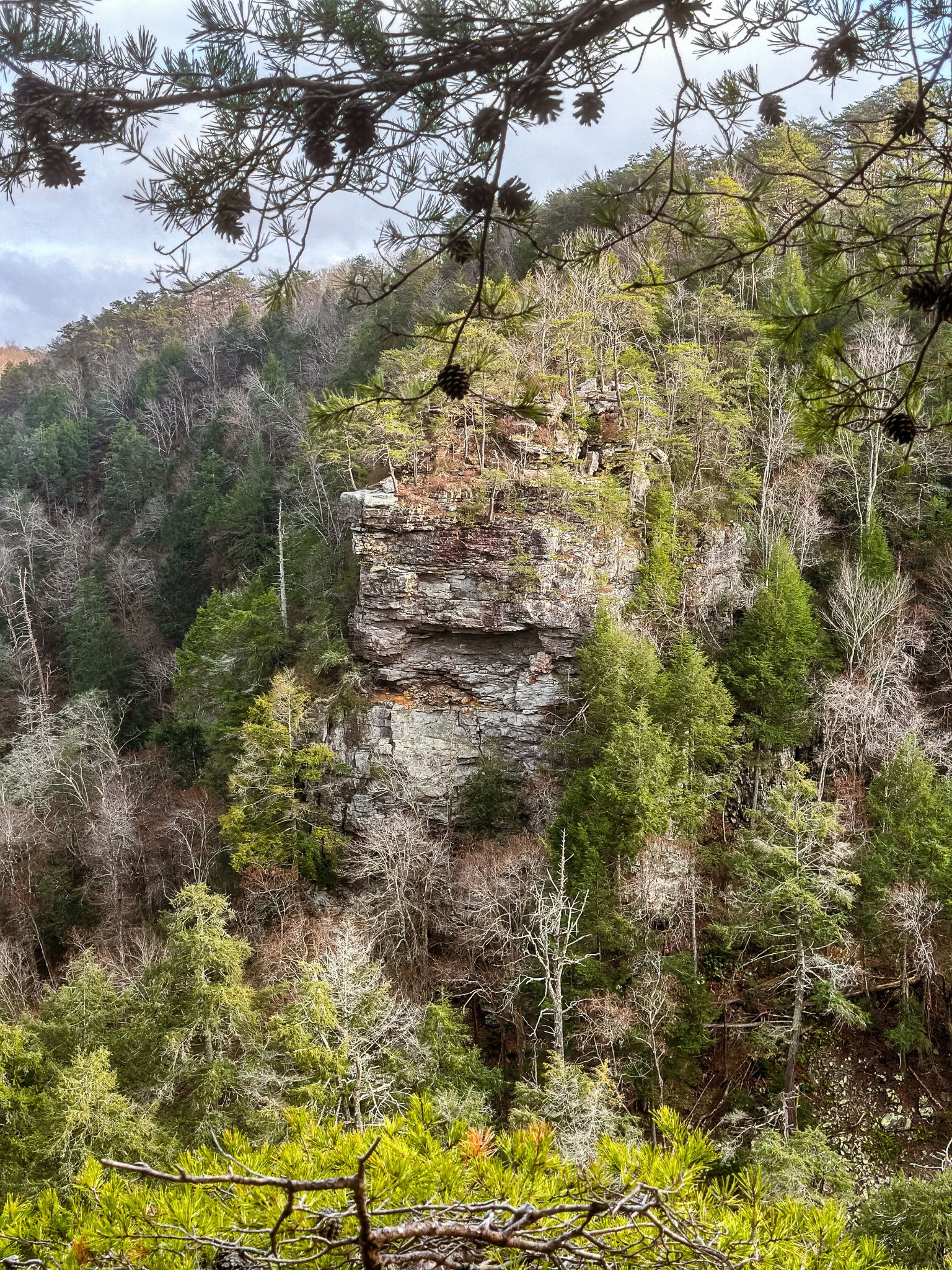 0 Captain Carter Road Spencer, TN 38585 - Photo 36 of 43 a view of a yard