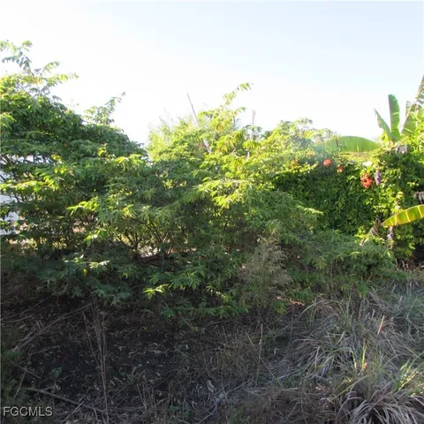 a view of a forest with a tree