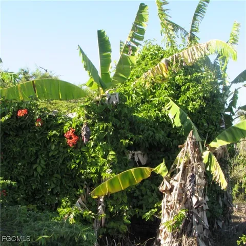 a view of a flower in a garden