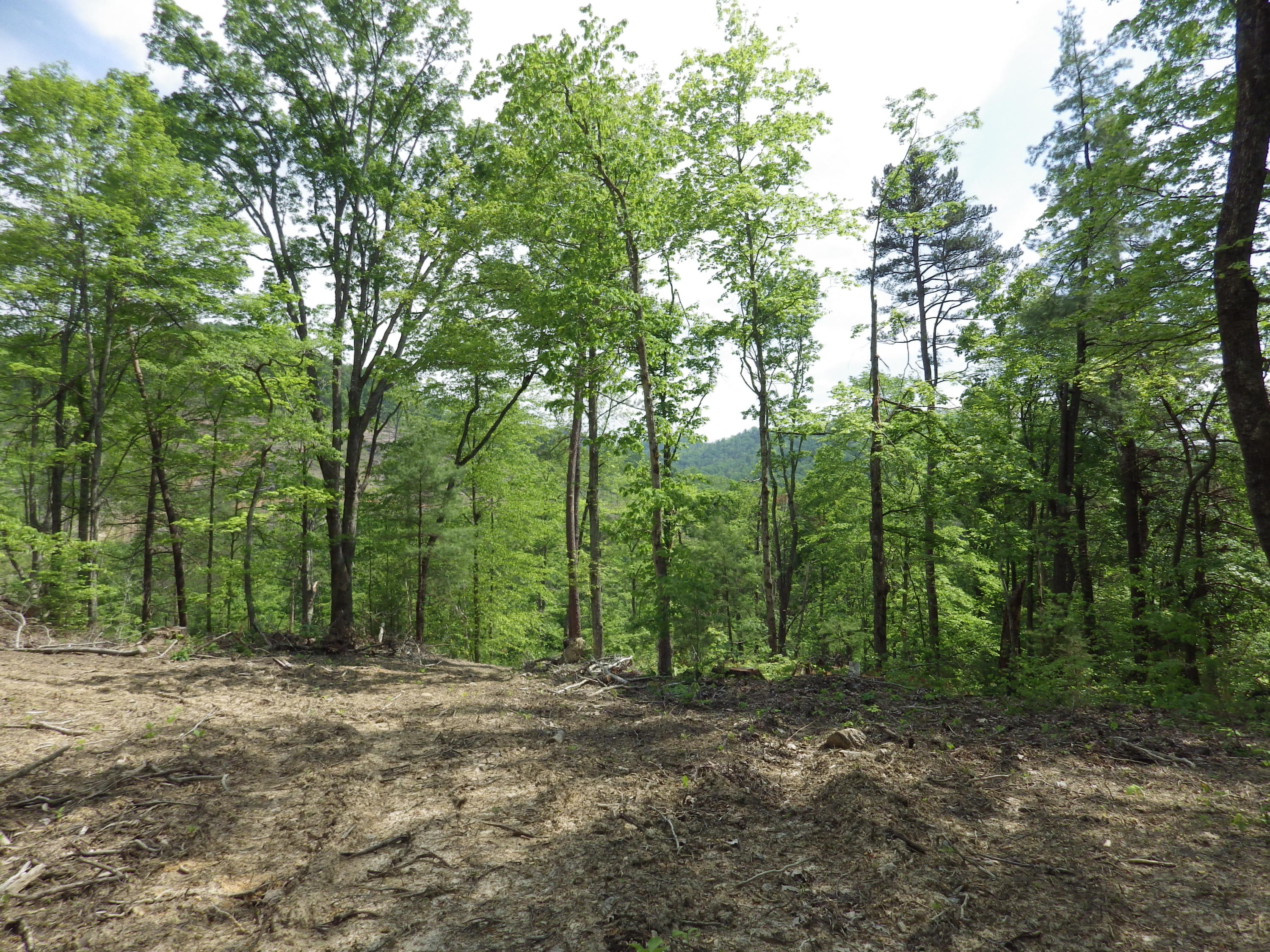 Long Creek Road Del Rio, TN 37727 - Photo 3 of 11 2015-12-31 03.29.14