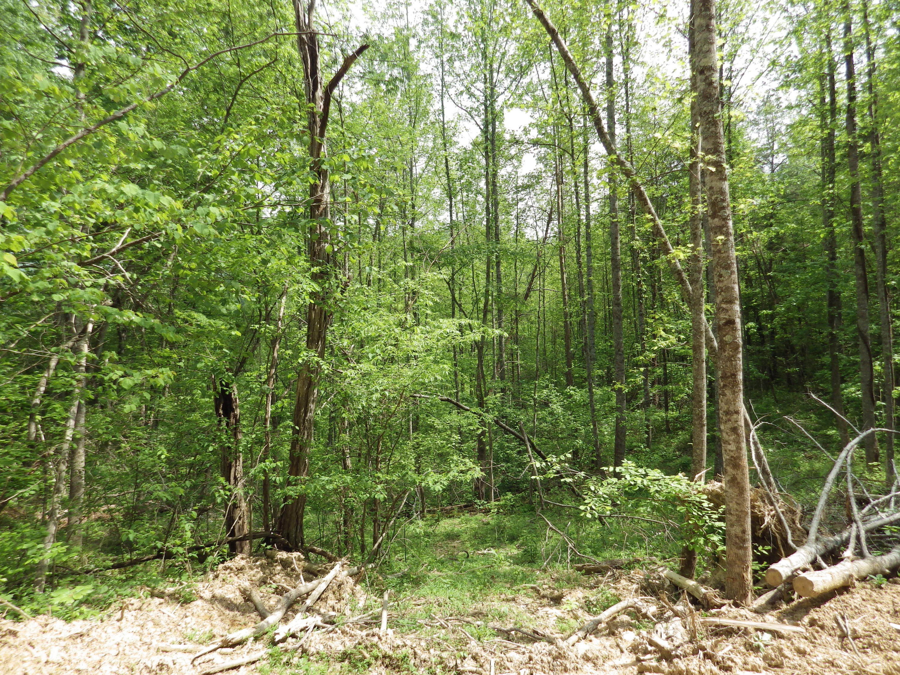 Long Creek Road Del Rio, TN 37727 - Photo 4 of 11 2015-12-31 03.25.48