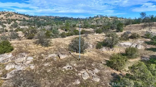 a view of a forest with a tree