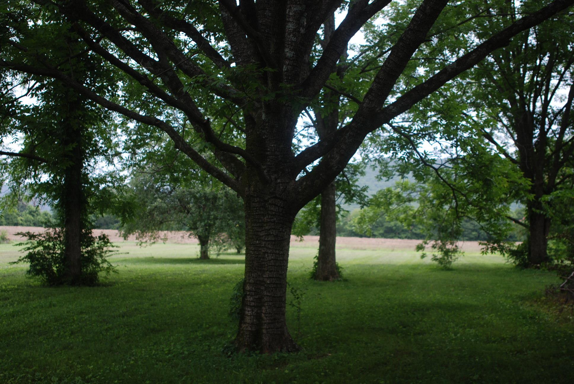 90 Hawkins Cove Road Cowan, TN 37318 - Photo 7 of 9 Fruit trees and nut trees