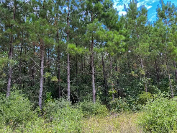 a view of a garden with a tree