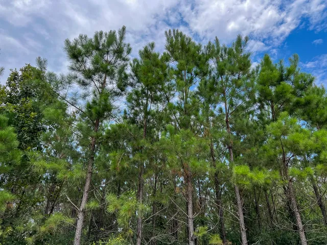 a view of a large yard with lots of green space