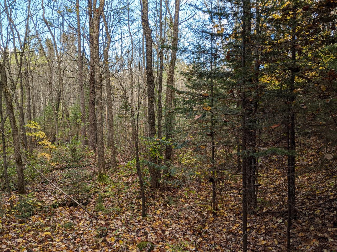 N1194 Bjorklund Road Ogema, WI 54459 - Photo 28 of 35 Gallery Image 28