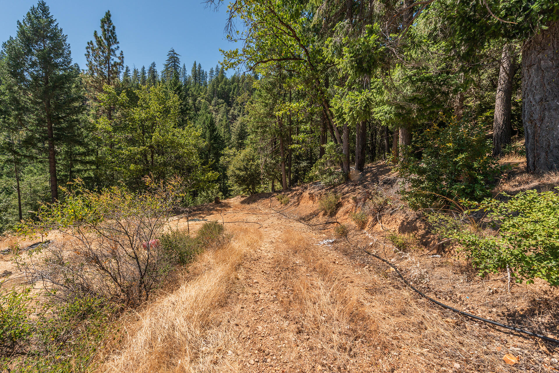 1511 Upper Moore Gulch Road Trinity Center, CA 96091 - Photo 45 of 62 DSC_6716
