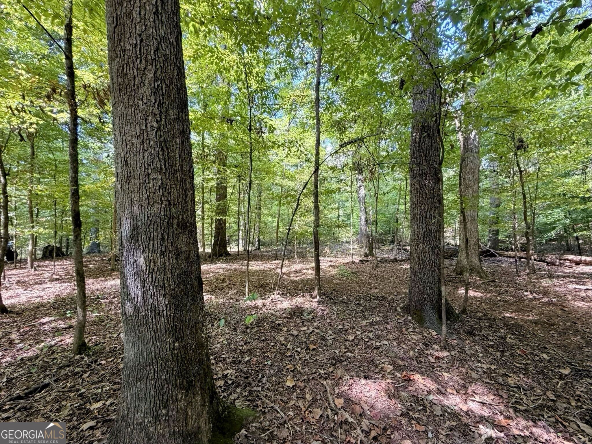 11 Bunch Road Tignall, GA 30668 - Photo 4 of 81 Gallery Image 4