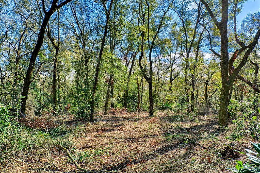 300 South Us Highway Bell, FL 32619 - Photo 24 of 47 a view of outdoor space and trees