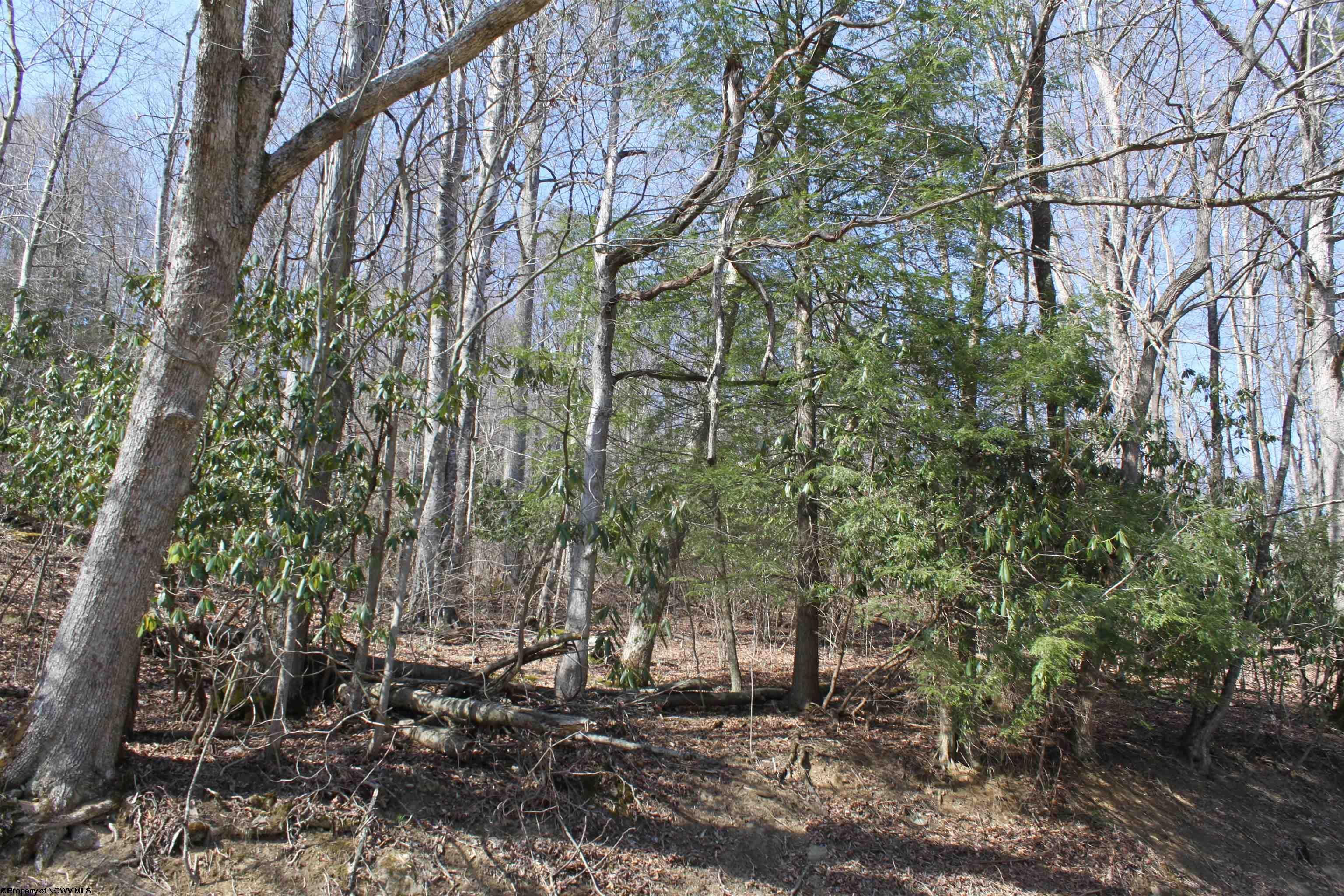 1625 Gauley River Road Webster Springs, WV 26288 - Photo 6 of 23 Gallery Image 6