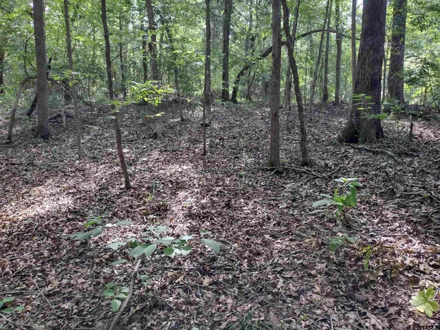 a view of a forest filled with trees