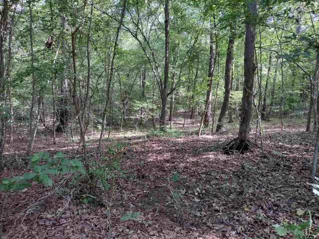 a view of a forest that has large trees
