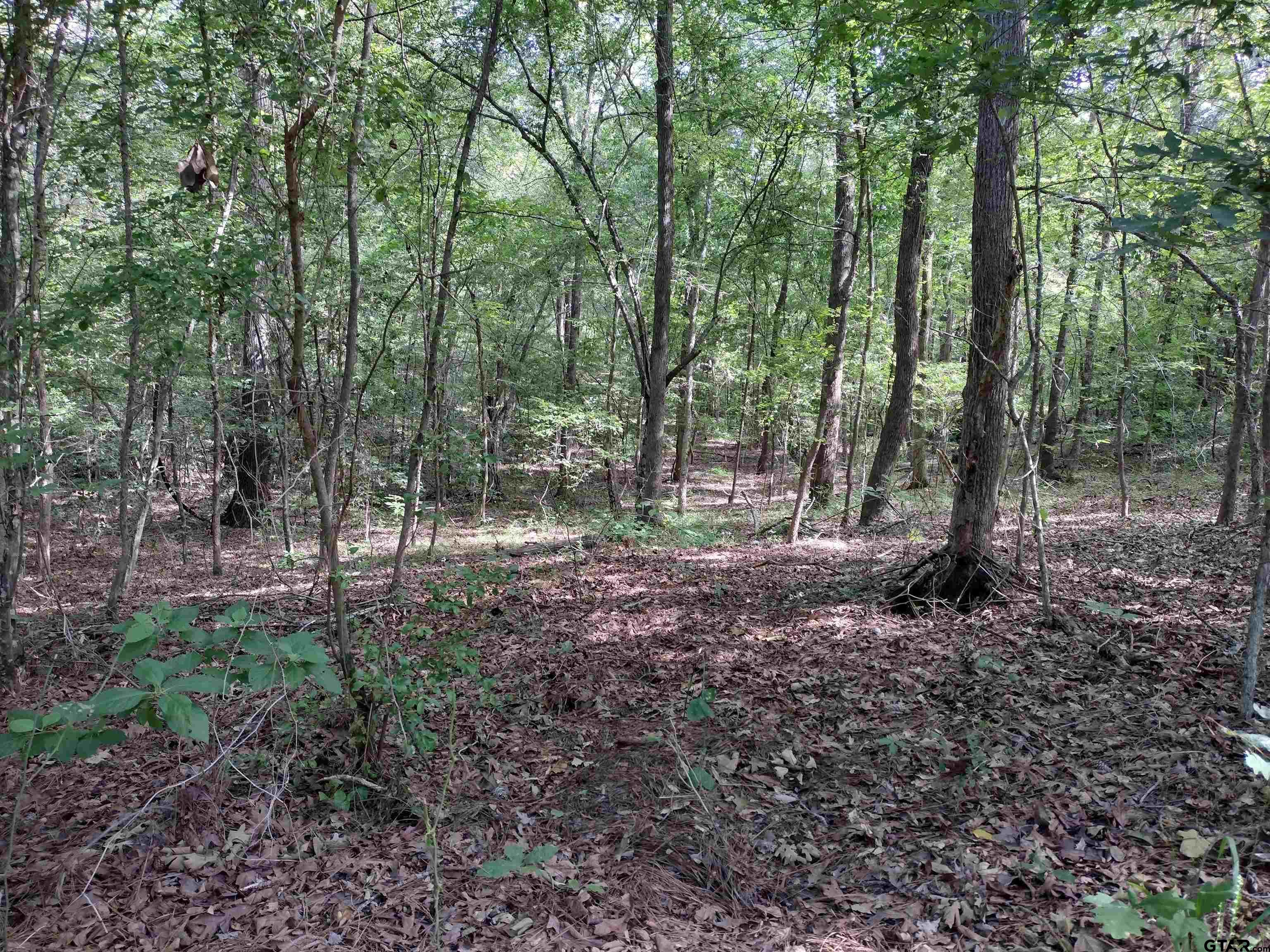 Tbd Willow Point Marina Road Lone Star, TX 75668 - Photo 4 of 7 a view of a forest that has large trees