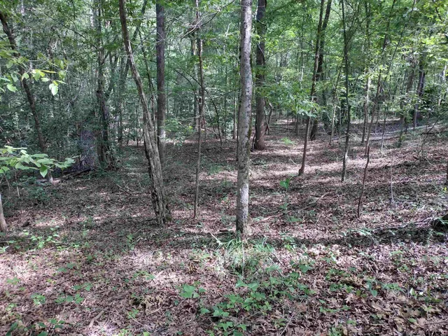 a view of a forest filled with trees
