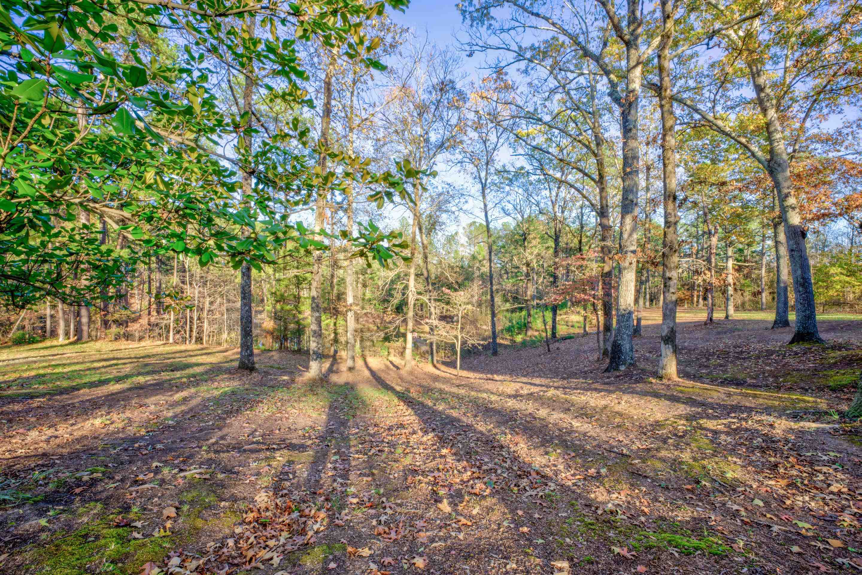 183 Matlock Road Ramer, TN 38367 - Photo 29 of 34 a view of a yard with plants and trees