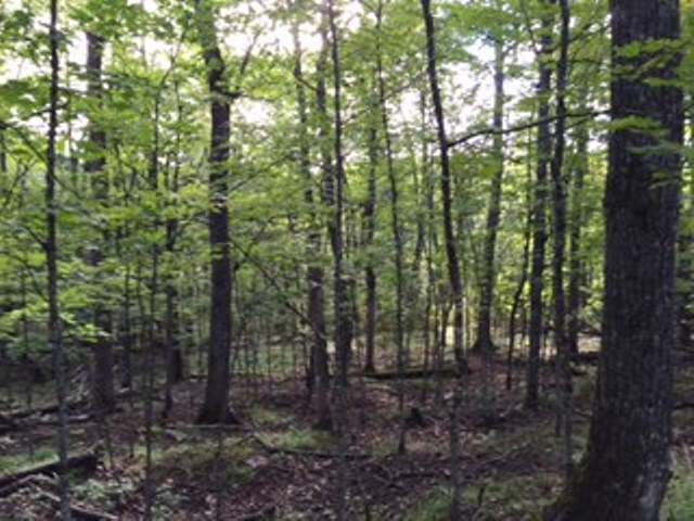 Lot A Fisher Lake Road Mercer, WI 54547 - Photo 3 of 6 Gallery Image 3