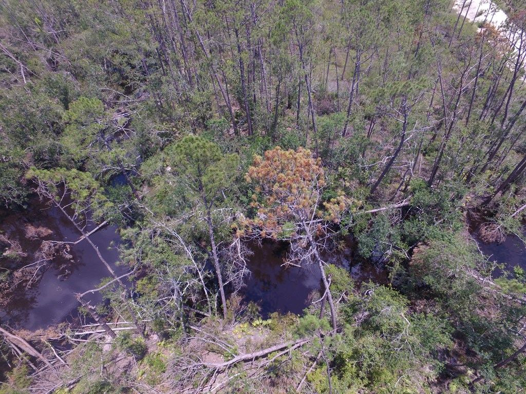 1 Buddy Floore Road Wewahitchka, FL 32465 - Photo 4 of 7