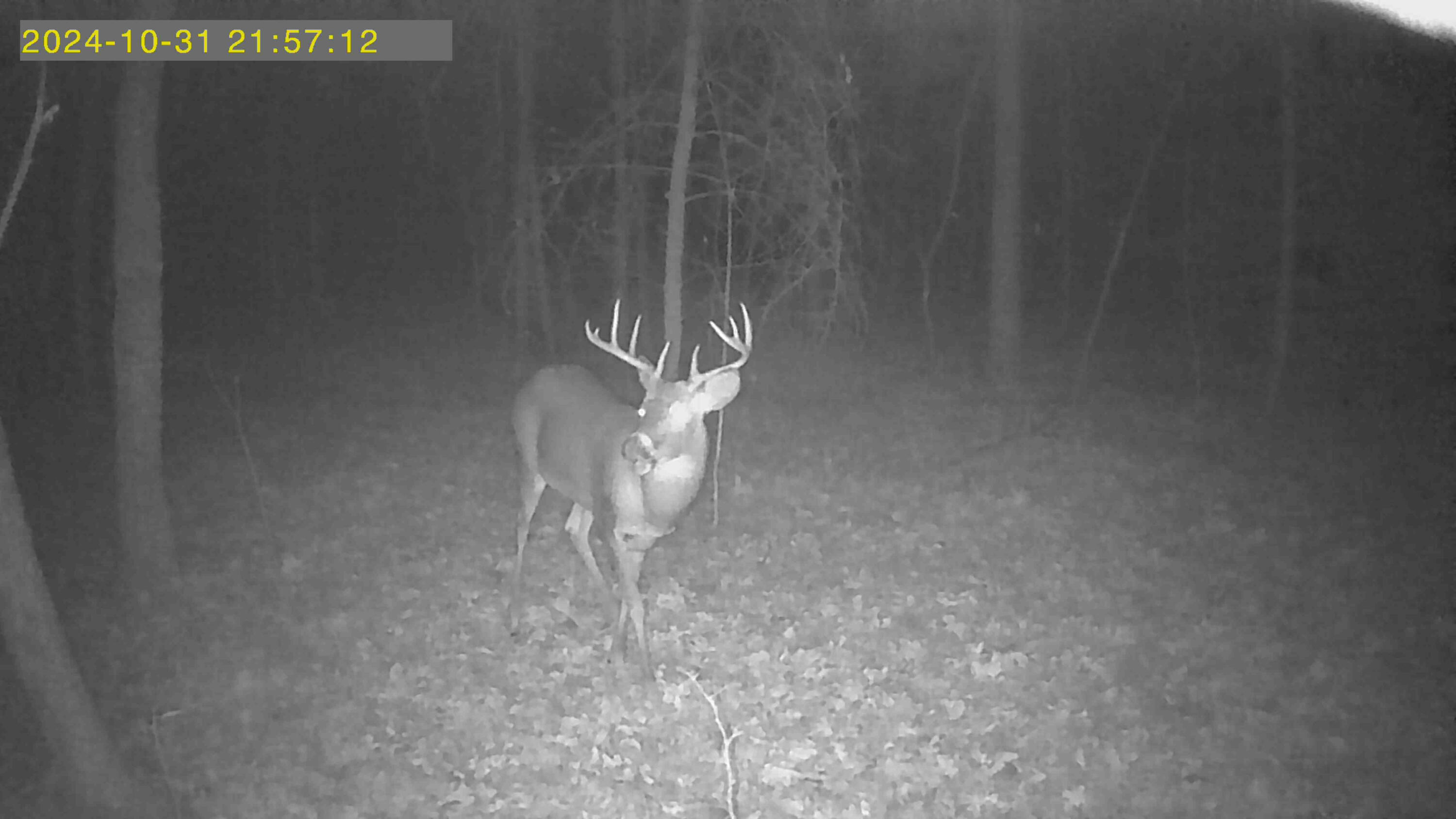 10801 Federal Road Howard City, MI 49329 - Photo 17 of 22 image1 (1)